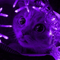 ´ ˗ˏˋ 💜ˎˊ˗ `