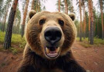 bear :O