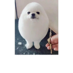 Its Phoebe