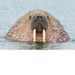 Fat walrus