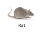 ratmarster