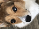 Dog squad gamers only