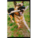 Crazy animal lave