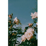 Flowers <3
