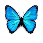 Dixie P.S Squad