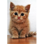 awesome cute cats