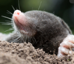 Mole_Evaporated