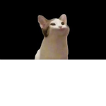 POP cat!!!!!!!