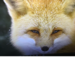 The official Foxes united