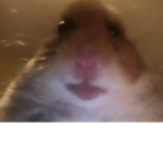 [hamsters are better than flies]
