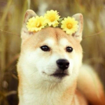 Doge squad 9271
