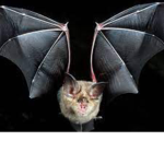 BATTY CONCERTS
