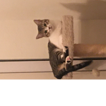 Isabella the cat