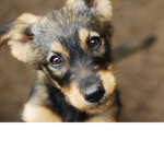 Puppy Air Force