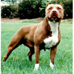Save The Pitbulls