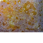 chicken grease