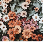 sunflowerXdaisies