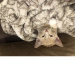 Cutie the kitty