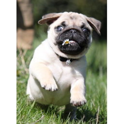 cute pug aww hehehE