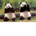 asian panda group