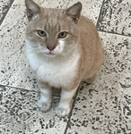 Nylas