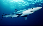 Shark gangg