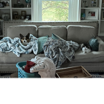 Pets United!