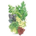 The Lettuce appreciation club