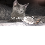 ¥ Cat army group ¥