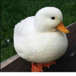 :)Duckie