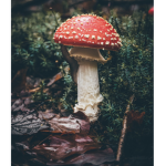 ||MUSHROOM SQUAD||