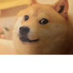 DOGE UNlTED