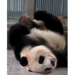 pandaaaas :3