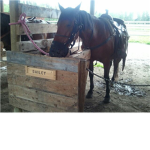 horses have the key to your heart