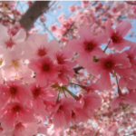 Charm~Blossoms