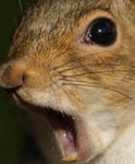 Squirrel squad1