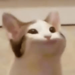 Team-POPCAT