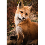 Lily, the phil, and the sly fox