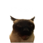 idiot cat fanclub
