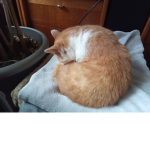 Pour se qui ème les chat et mes ami