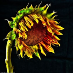 The all seeing sunflowers.