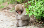monkie klub!!
