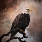 Team Eagle's View