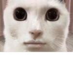 FREEEE BOBUX
