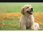 Doggos are the word