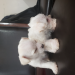 Doggy's place