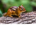 Chipmunks united