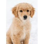 Golden retrievers I love them