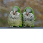 kiwi gangg