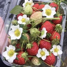 ʚ🍓ɞ
